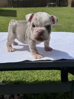 Marble , a male English Bulldog for sale in Tyler, TX – Photo 2 of 3