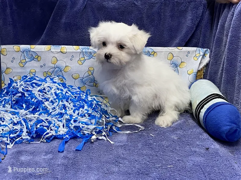 Bebe  – Maltese puppy for sale in New York City, NY