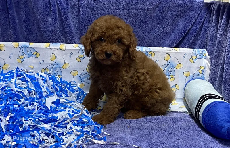 Goshen  – Poodle - Toy  puppy for sale in New York City, NY