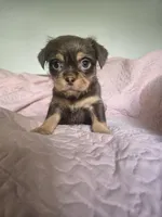 Reese, a male Chihuahua and Shih Tzu for sale in Frametown, WV – Photo 8 of 10