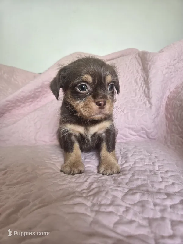 Reese – Chihuahua, Shih Tzu puppy for sale in Frametown, WV