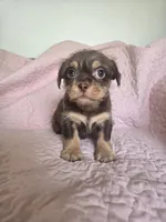 Reese, a male Chihuahua and Shih Tzu for sale in Frametown, WV – Photo 2 of 10