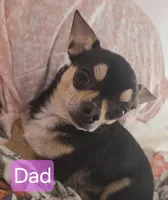 Reese, a male Chihuahua and Shih Tzu for sale in Frametown, WV – Photo 9 of 10