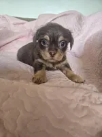 Reese, a male Chihuahua and Shih Tzu for sale in Frametown, WV – Photo 5 of 10