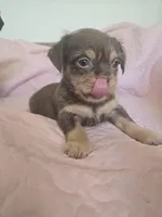 Reese, a male Chihuahua and Shih Tzu for sale in Frametown, WV – Photo 3 of 10