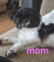 Reese, a male Chihuahua and Shih Tzu for sale in Frametown, WV – Photo 10 of 10