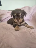 Reese, a male Chihuahua and Shih Tzu for sale in Frametown, WV – Photo 4 of 10