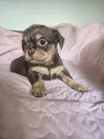 Reese, a male Chihuahua and Shih Tzu for sale in Frametown, WV – Photo 6 of 10