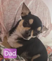 Rosie, a female Chihuahua and Shih Tzu for sale in Frametown, WV – Photo 7 of 8