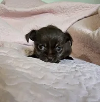 Rosie, a female Chihuahua and Shih Tzu for sale in Frametown, WV – Photo 2 of 8