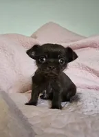 Rosie, a female Chihuahua and Shih Tzu for sale in Frametown, WV – Photo 3 of 8