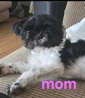 Rosie, a female Chihuahua and Shih Tzu for sale in Frametown, WV – Photo 8 of 8