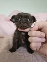 Rosie, a female Chihuahua and Shih Tzu for sale in Frametown, WV – Photo 4 of 8