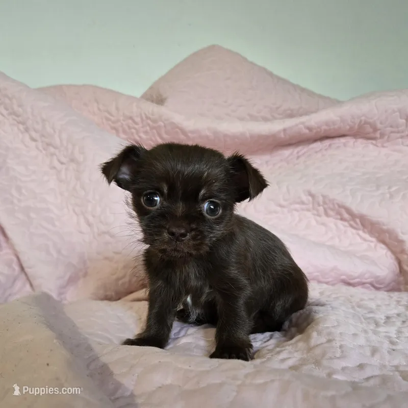 Rosie – Chihuahua, Shih Tzu puppy for sale in Frametown, WV