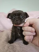 Rosie, a female Chihuahua and Shih Tzu for sale in Frametown, WV – Photo 5 of 8