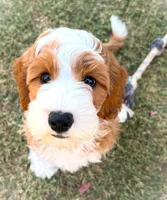 Clementine, a female Cockapoo for sale in Scottsdale, AZ – 4 of 9
