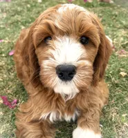 Clementine, a female Cockapoo for sale in Scottsdale, AZ – 6 of 9