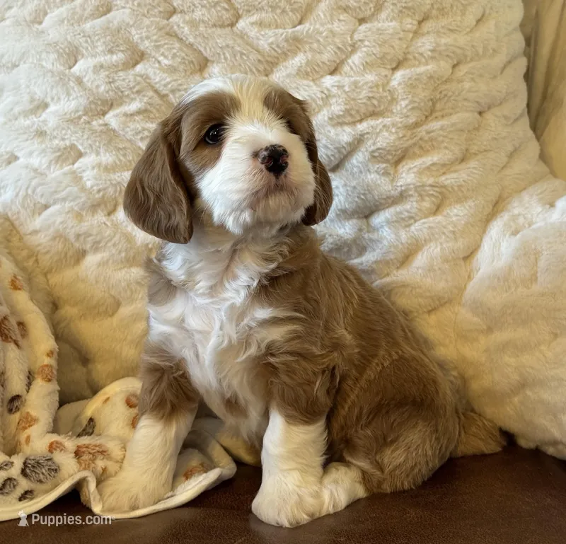 Delilah – Cockapoo, Miniature Goldendoodle puppy on hold in Scottsdale, AZ