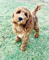 Clementine, a female Cockapoo for sale in Scottsdale, AZ – 5 of 9