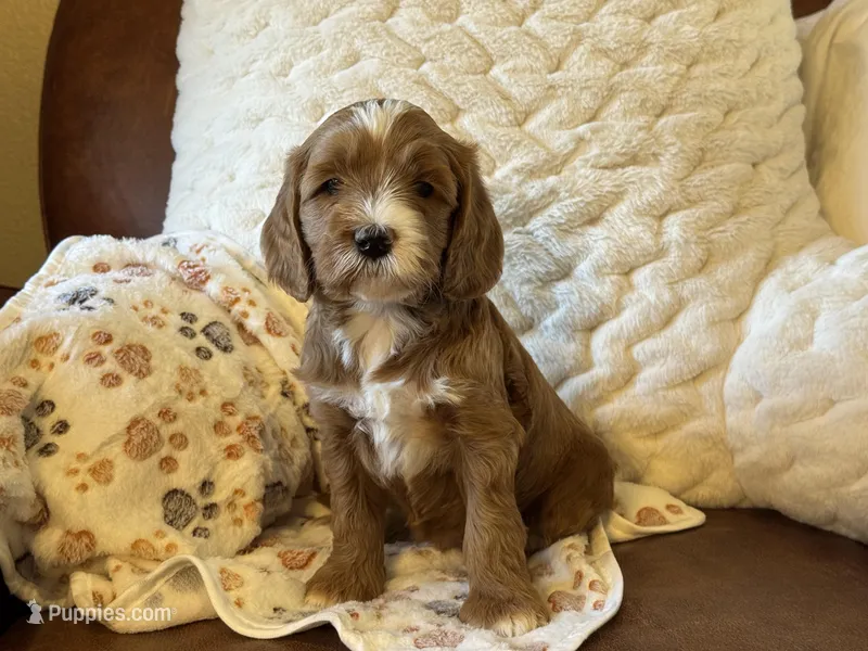 Lefty – Cockapoo, Miniature Goldendoodle puppy for sale in Scottsdale, AZ