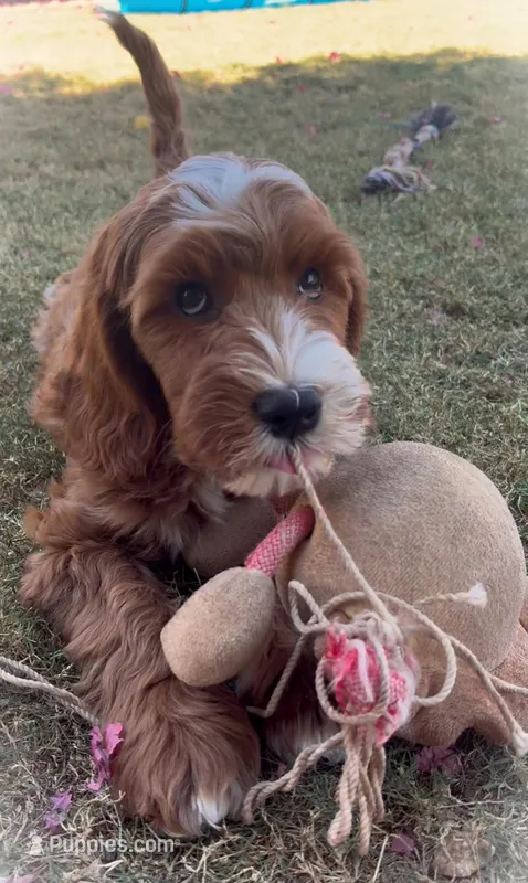 Delilah – Cockapoo, Miniature Goldendoodle puppy for sale in Scottsdale, AZ