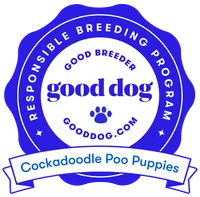 Clementine, a female Cockapoo for sale in Scottsdale, AZ – 9 of 9