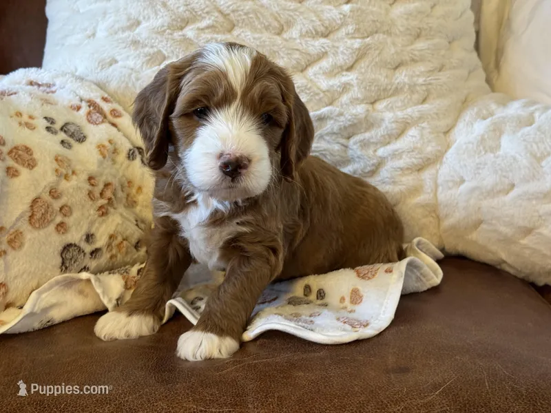 Sugar Face – Cockapoo, Miniature Goldendoodle puppy for sale in Scottsdale, AZ