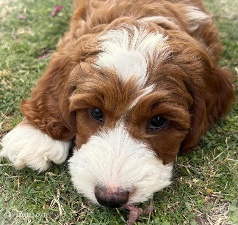 Theo- aka Sugar Face – Cockapoo, Miniature Goldendoodle puppy for sale in Scottsdale, AZ