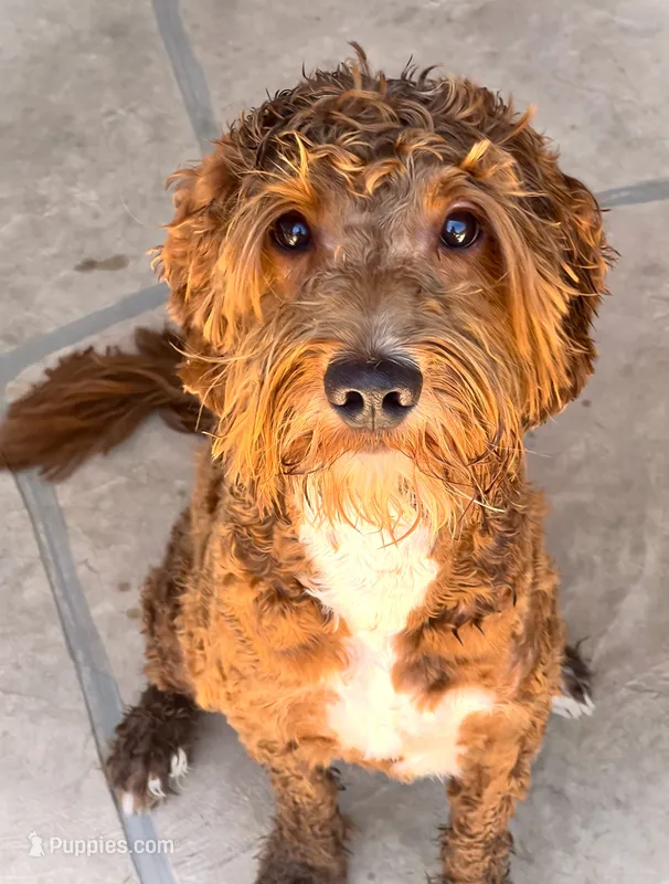 Winston – Goldendoodle puppy on hold in Scottsdale, AZ