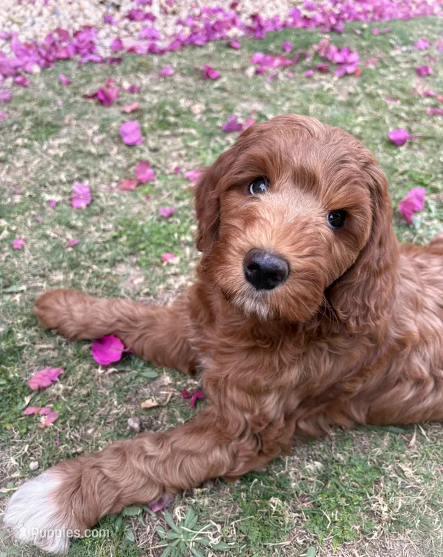 Alina – Cockapoo, Miniature Goldendoodle puppy for sale in Scottsdale, AZ
