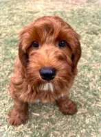 Clementine, a female Cockapoo for sale in Scottsdale, AZ – 8 of 9