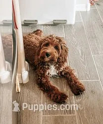 Clementine – Cockapoo puppy for sale in Scottsdale, AZ