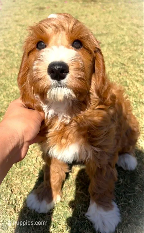 Julian – Cockapoo, Miniature Goldendoodle puppy for sale in Scottsdale, AZ