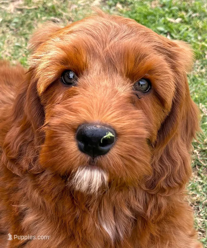 Milo – Cockapoo, Miniature Goldendoodle puppy for sale in Scottsdale, AZ