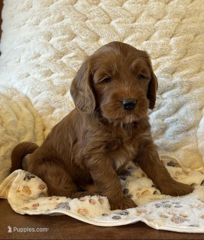 Red Boy – Cockapoo, Miniature Goldendoodle puppy on hold in Scottsdale, AZ