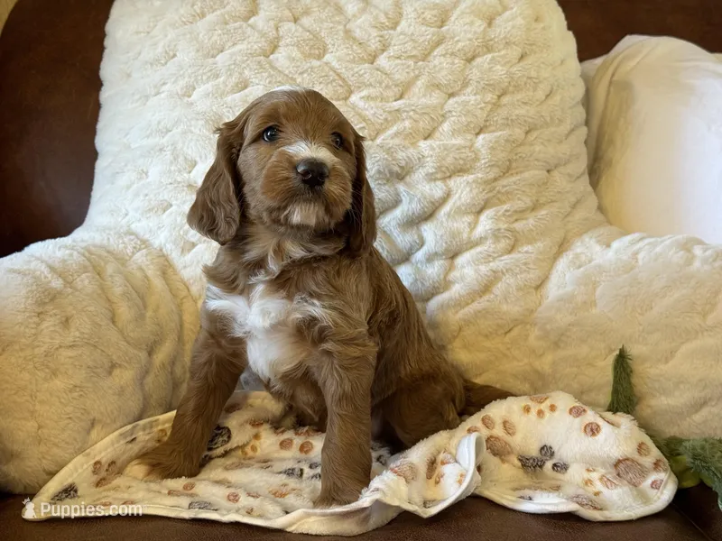 Luca – Cockapoo, Miniature Goldendoodle puppy for sale in Scottsdale, AZ