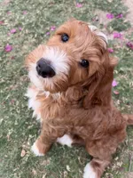 Clementine, a female Cockapoo for sale in Scottsdale, AZ – 3 of 9