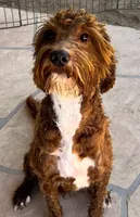 Winston, a male Goldendoodle for sale in Scottsdale, AZ – 2 of 2