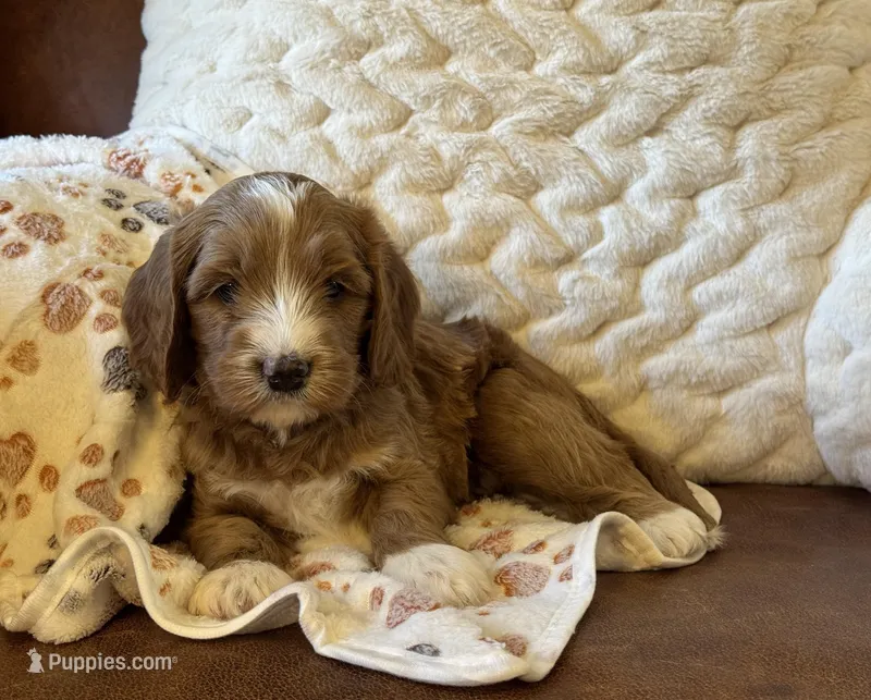 Cutey Bear – Cockapoo, Miniature Goldendoodle puppy for sale in Scottsdale, AZ