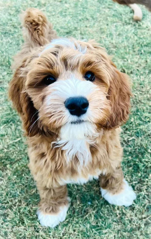 Julian – Cockapoo, Miniature Goldendoodle puppy on hold in Scottsdale, AZ