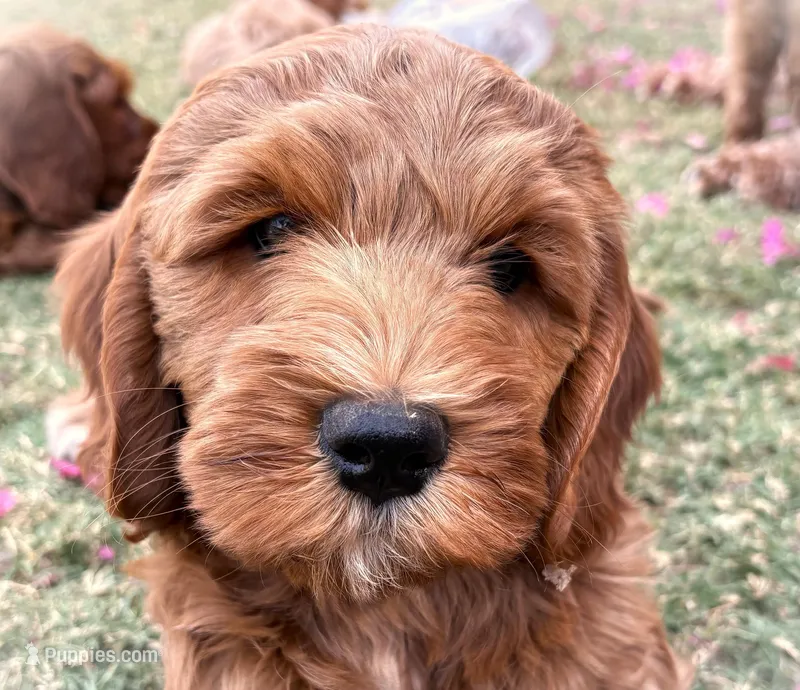 Dahlia – Cockapoo, Miniature Goldendoodle puppy for sale in Scottsdale, AZ