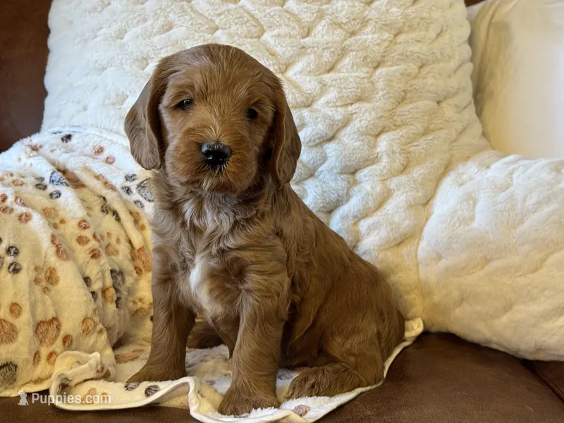Golden Girl – Cockapoo, Miniature Goldendoodle puppy for sale in Scottsdale, AZ