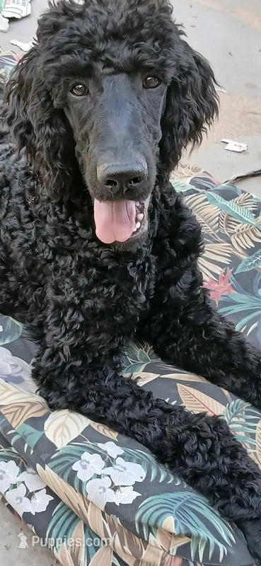 black f – Poodle - Standard  puppy for sale in Littleton, CO