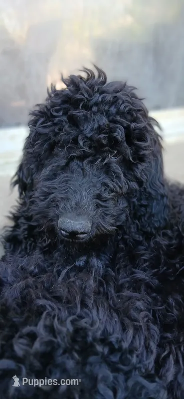 black f – Poodle - Standard  puppy for sale in Littleton, CO