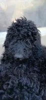 black f, a female Poodle - Standard  for sale in Littleton, CO – 1 of 5
