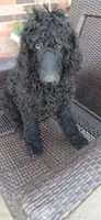 black f, a female Poodle - Standard  for sale in Littleton, CO – 5 of 6