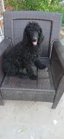 black f, a female Poodle - Standard  for sale in Littleton, CO – 4 of 6