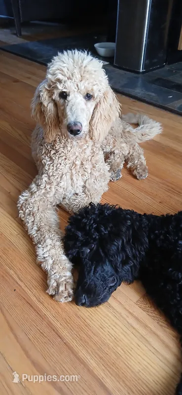 cream – Poodle - Standard  puppy for sale in Littleton, CO