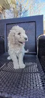 cream, a female Poodle - Standard  for sale in Littleton, CO – 5 of 7