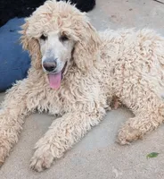 cream, a female Poodle - Standard  for sale in Littleton, CO – 2 of 7